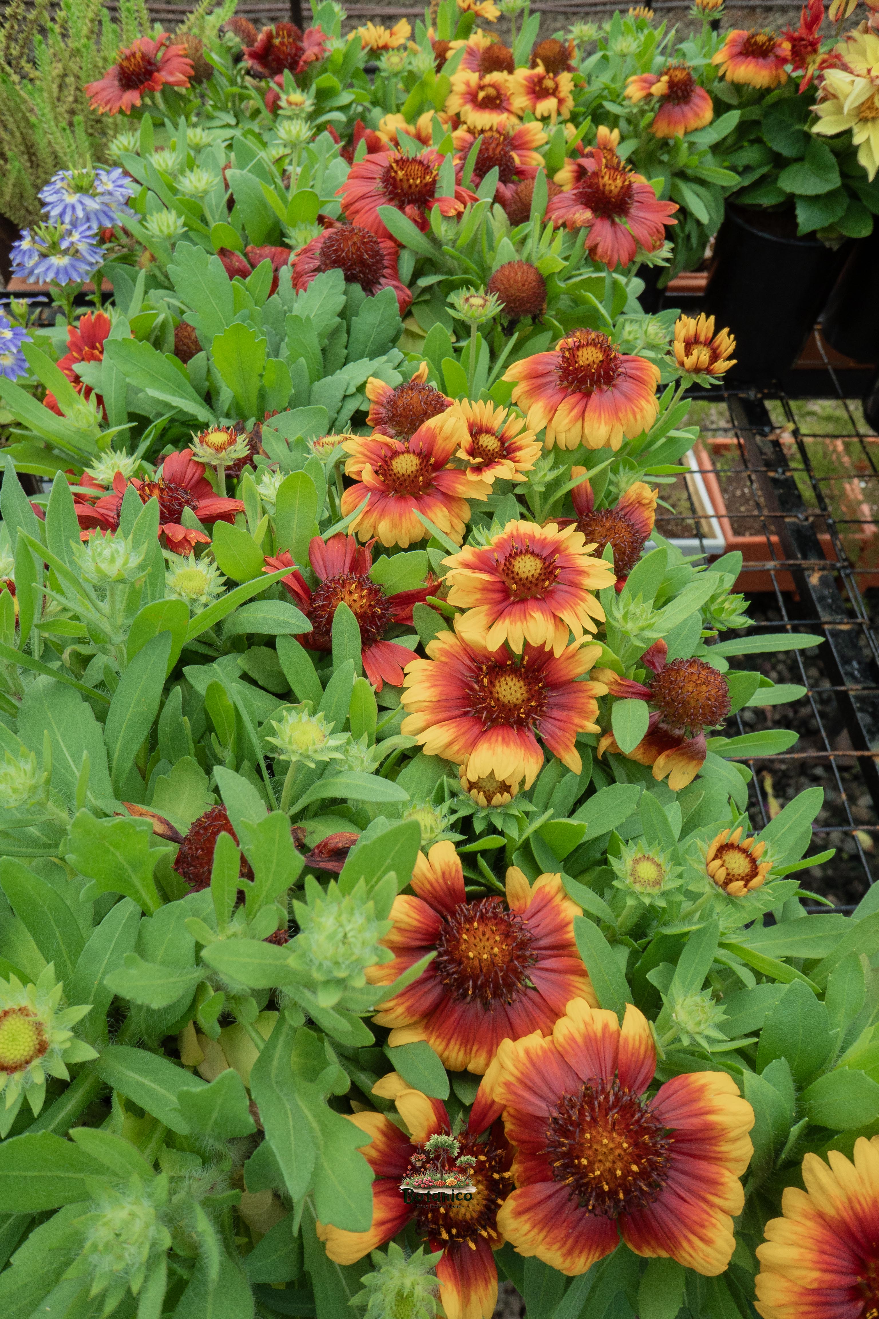 Gaillardia
