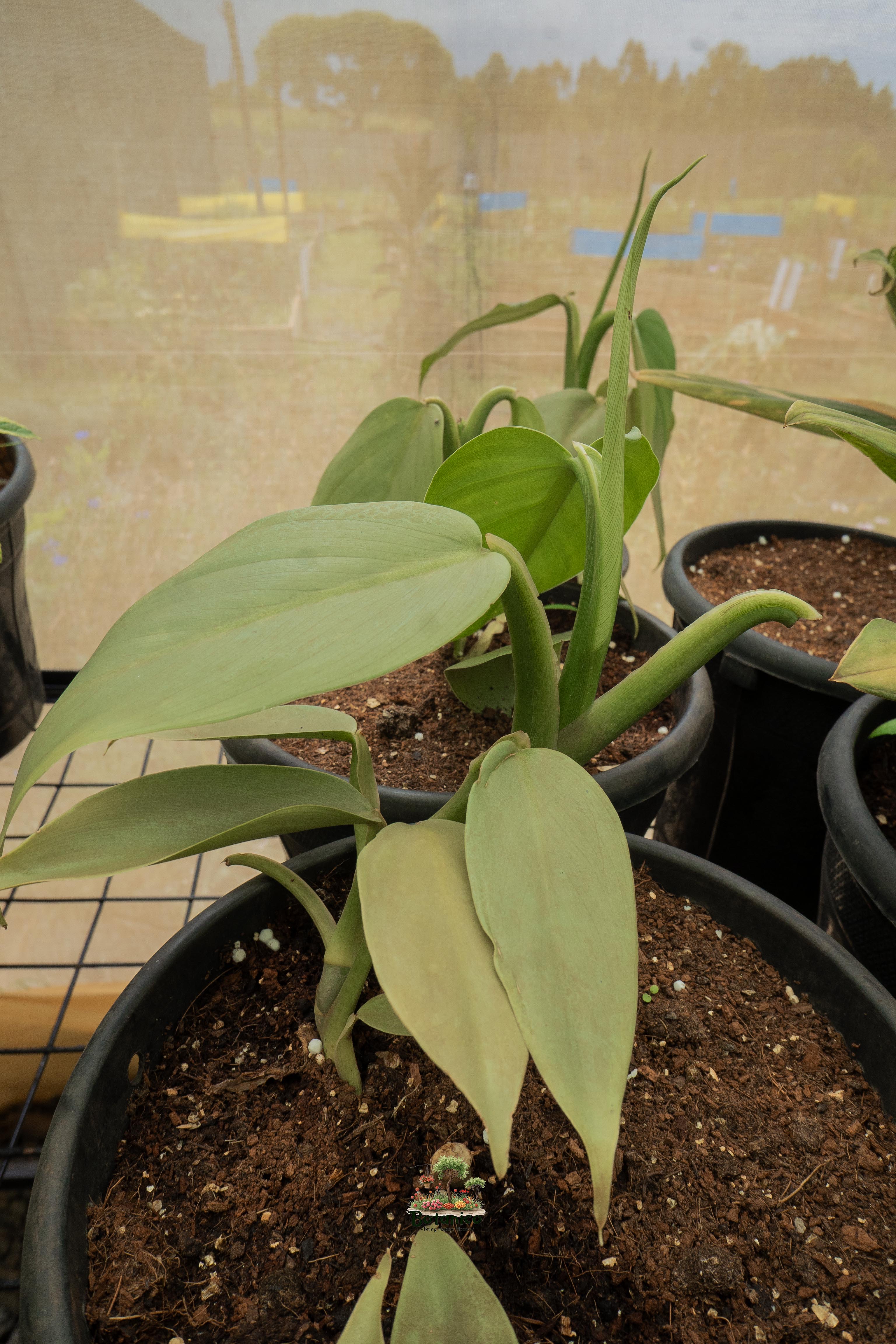 Heartleaf Philodendron