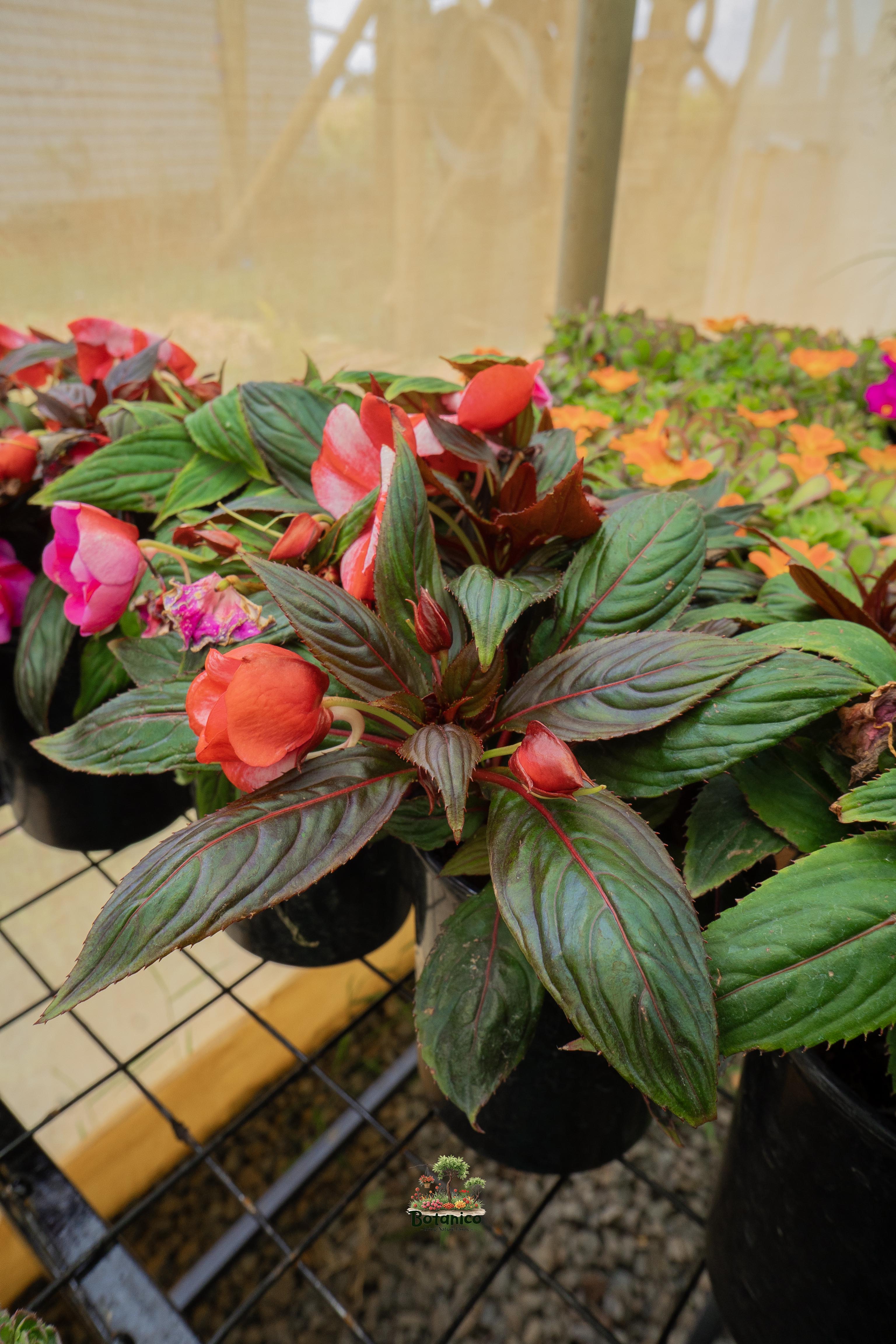 Impatiens