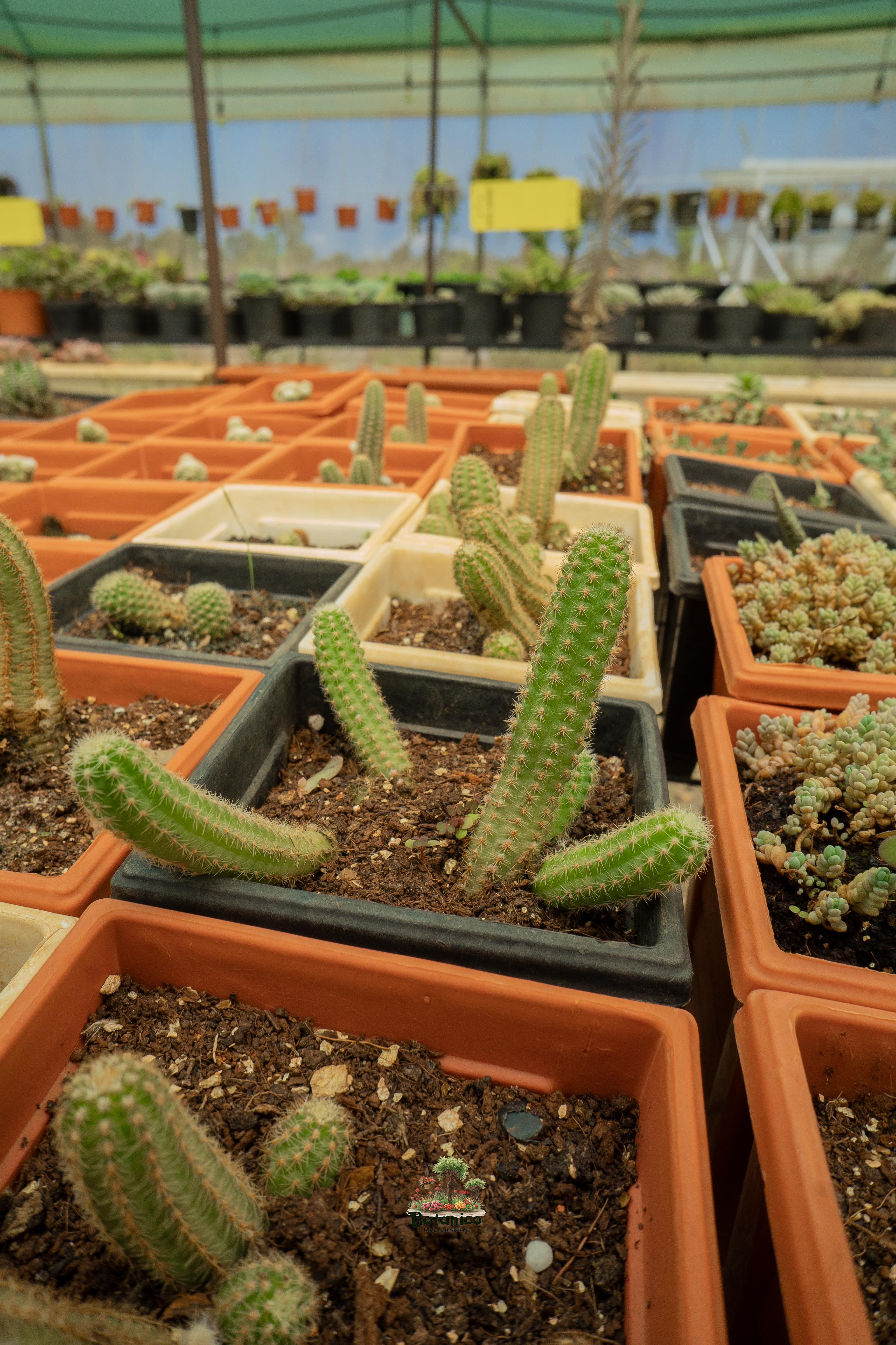 Ladyfinger Cactus