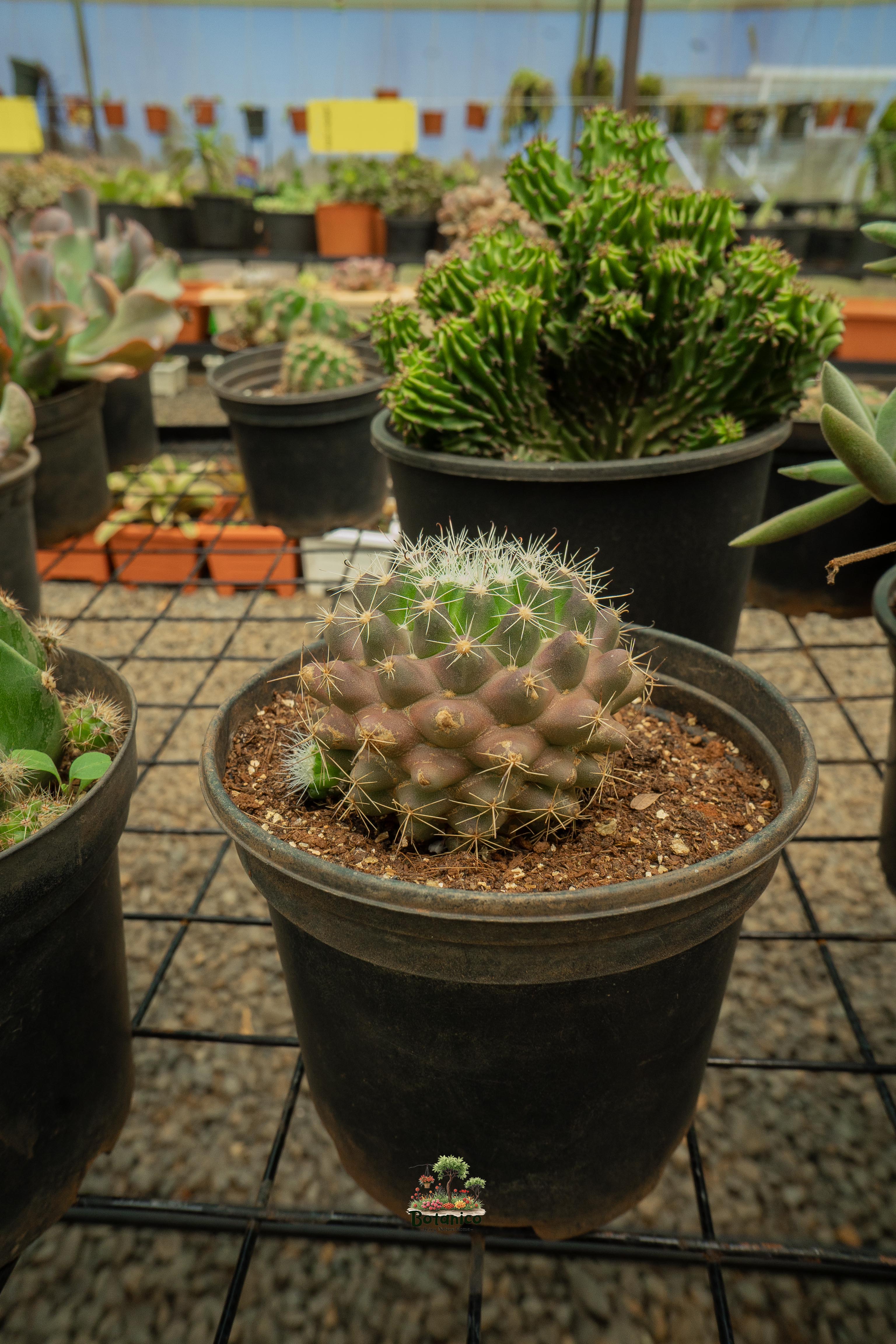 Little Nipple Cactus