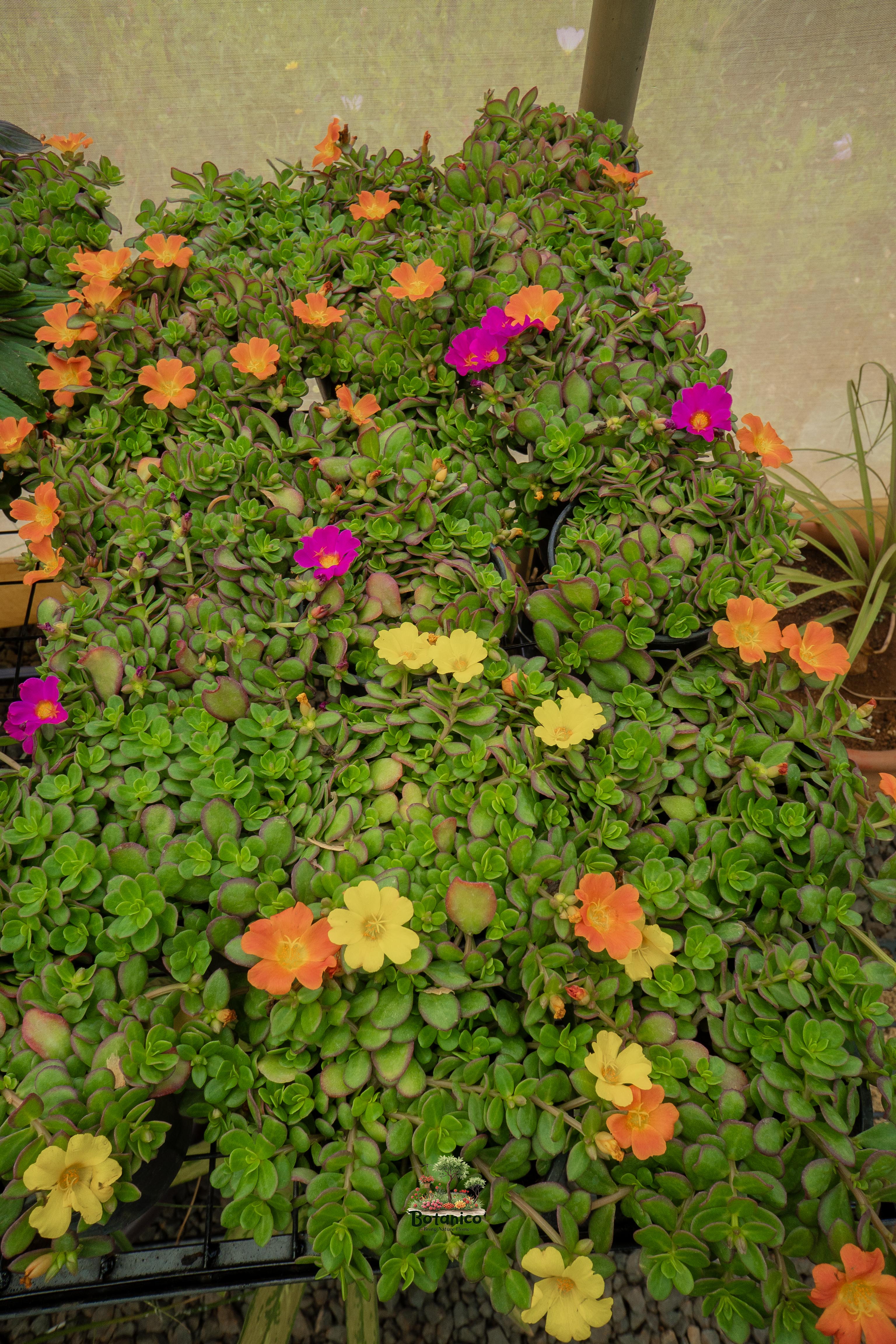 Portulaca