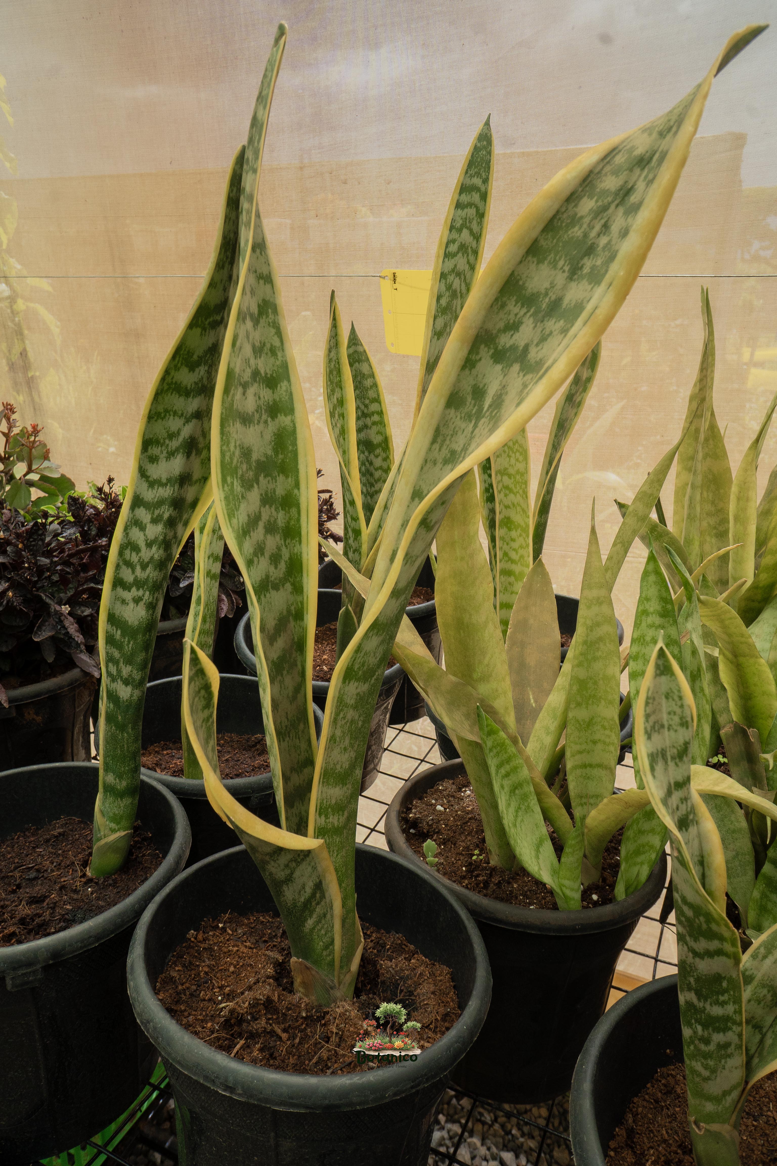 Snake Plant