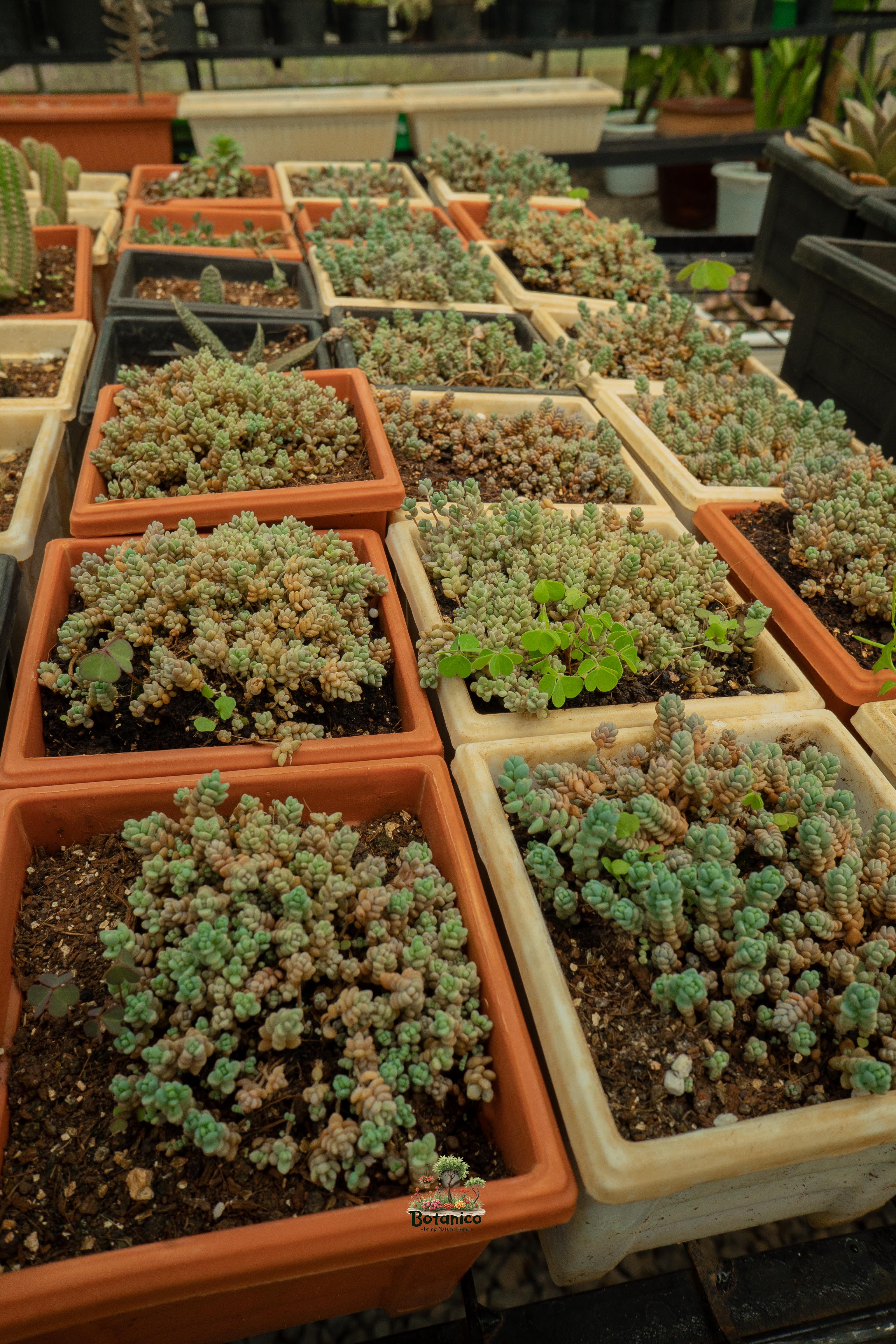 Sea Urchin Stonecrop